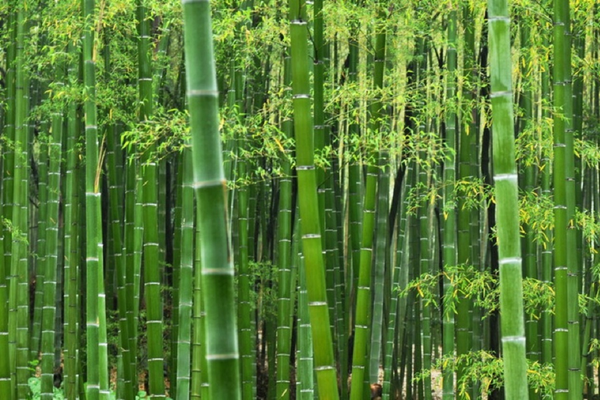 KPPK cooperates with stakeholders in commercial development of bamboo